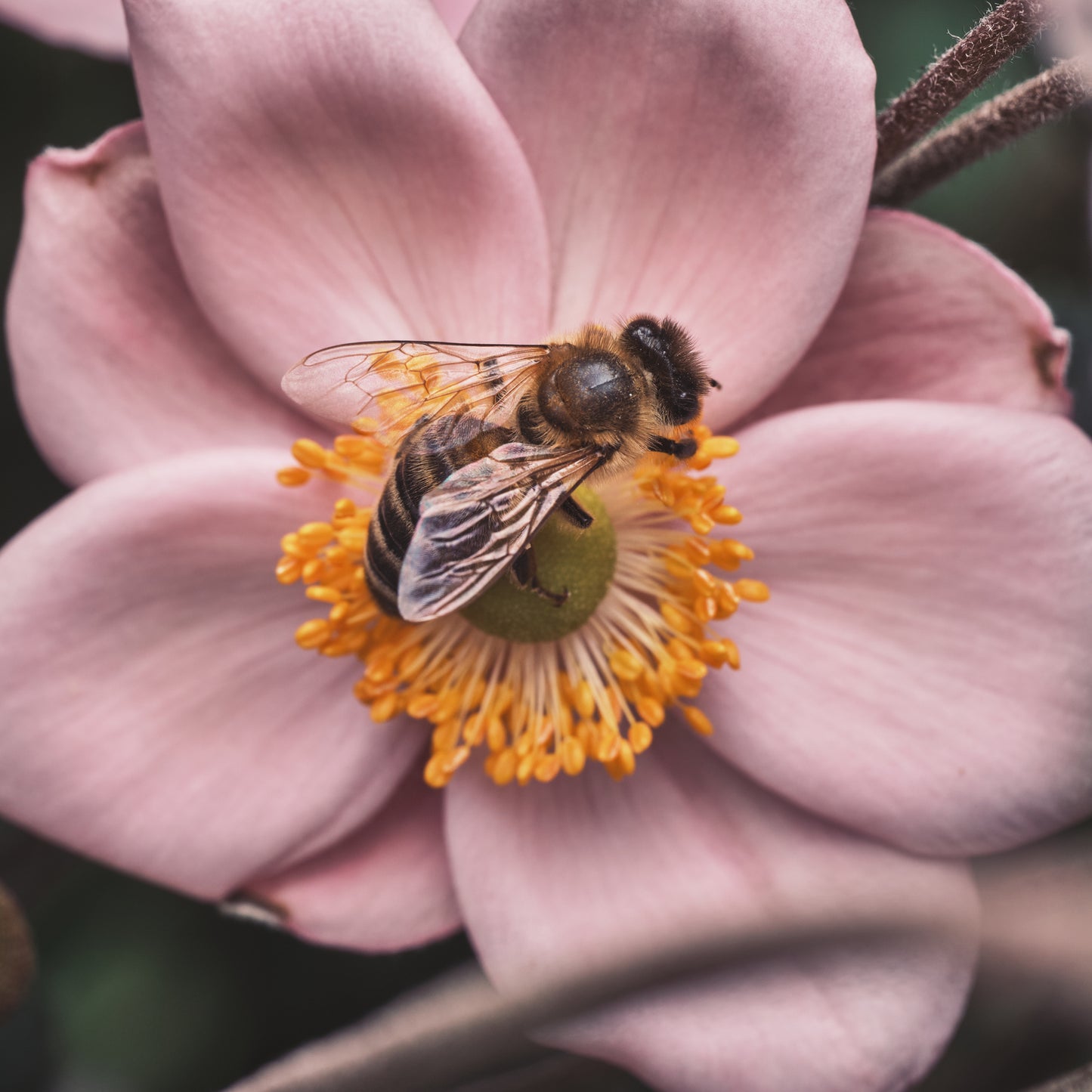 LLEAF® Farms - Honey Harvest No. 55 Spring 2026
