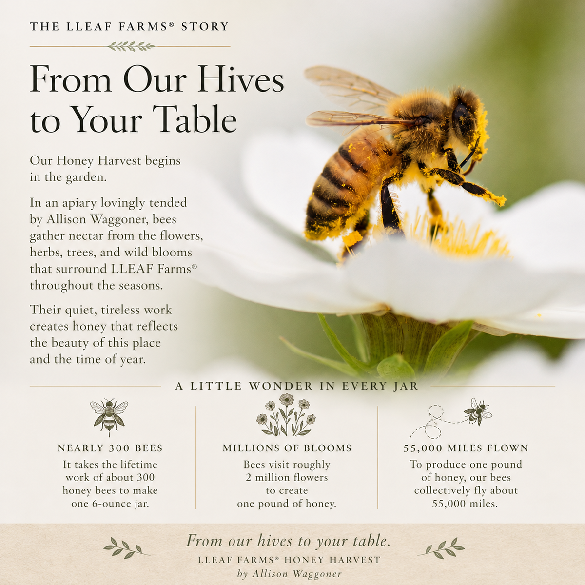 A printed-style informational poster about Llefafarms honey, featuring a large honeybee on a yellow clover over a blurred green field. The text reads 'From Our Hives to Your Table' and includes product facts about bees, blossoms, and the distance honey flies.